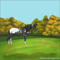 Horse Color:White Spotted Black Appaloosa Rabicano 