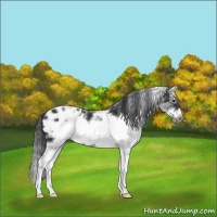 Horse Color:White Spotted Black Splash Frame Appaloosa 
