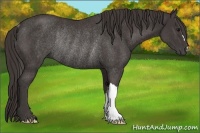 Horse Color:Smoky Black Rabicano 