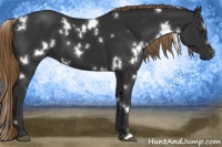 Horse Color:White Spotted Liver Chestnut 