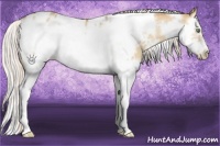 Horse Color:White Spotted Silver Amber Champagne Dun Splash Frame Appaloosa 
