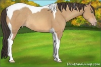 Horse Color:Amber Champagne Tobiano Rabicano