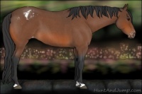 Horse Color:Brown Roan Appaloosa