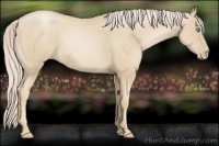 Horse Color:Palomino Roan Pearl 