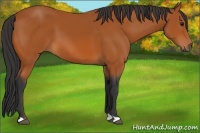Horse Color:Bay 
