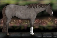 Horse Color:Liver Red Roan 