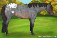 Horse Color:Brown Roan Appaloosa