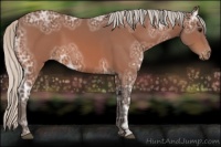 Horse Color:Silver Bay Ice Appaloosa 