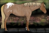 Horse Color:Red Roan Appaloosa