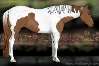 Horse Color:Chestnut Tobiano