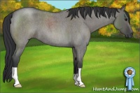Horse Color:Grullo Roan 