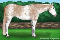 Horse Color:Red Dun Splash  and White Spotted Red Dun Splash 