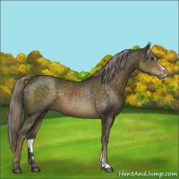 Horse Color:Chocolate Palomino Sabino 