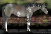 Horse Color:White Spotted Black 