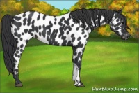 Horse Color:Black Appaloosa 