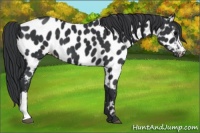 Horse Color:Black Appaloosa 