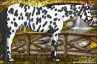 Horse Color:Black Leopard 