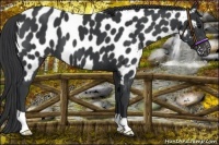 Horse Color:Black Near Leopard 