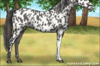 Horse Color:Grullo Appaloosa 