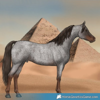 Horse Color:Liver Red Roan 