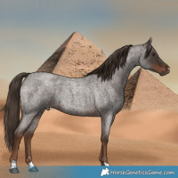 Horse Color:Liver Red Roan