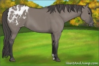 Horse Color:Grullo Appaloosa