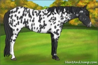 Horse Color:Black Appaloosa 