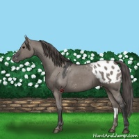 Horse Color:Grullo Appaloosa 