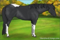 Horse Color:Black Tobiano Rabicano