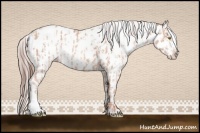 Horse Color:Silver Amber Champagne Appaloosa  and Sable Champagne Appaloosa 