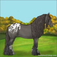 Horse Color:Grullo Appaloosa 
