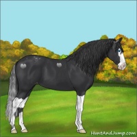 Horse Color:Black Splash Appaloosa 