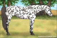 Horse Color:Grullo Appaloosa 