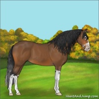 Horse Color:Bay Sabino Splash 