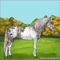 Horse Color:White Spotted Silver Black