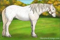 Horse Color:Smoky Creme Dun Blanket 