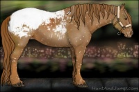 Horse Color:Chestnut Snowcap