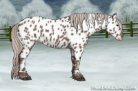 Horse Color:Silver Grullo Sabino Near Leopard 