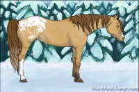 Horse Color:Bay Dun Appaloosa 
