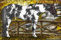 Horse Color:White Spotted Black Mushroom 