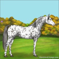 Horse Color:Grullo Appaloosa 
