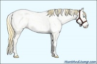 Horse Color:Smoky Grullo Pearl Appaloosa 