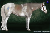 Horse Color:White Spotted Silver Black Sabino Splash 