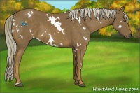 Horse Color:White Spotted Chocolate Palomino 