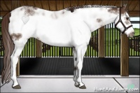 Horse Color:Liver Chestnut Sabino Frame 