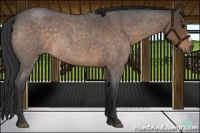 Horse Color:Brown Roan Rabicano 