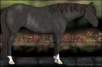 Horse Color:Liver Chestnut Rabicano