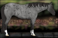 Horse Color:Liver Red Roan 