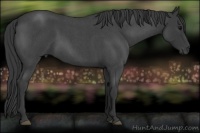 Horse Color:Blue Roan 