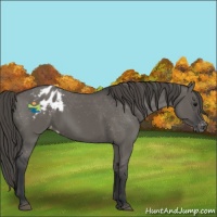 Horse Color:Grullo Appaloosa 